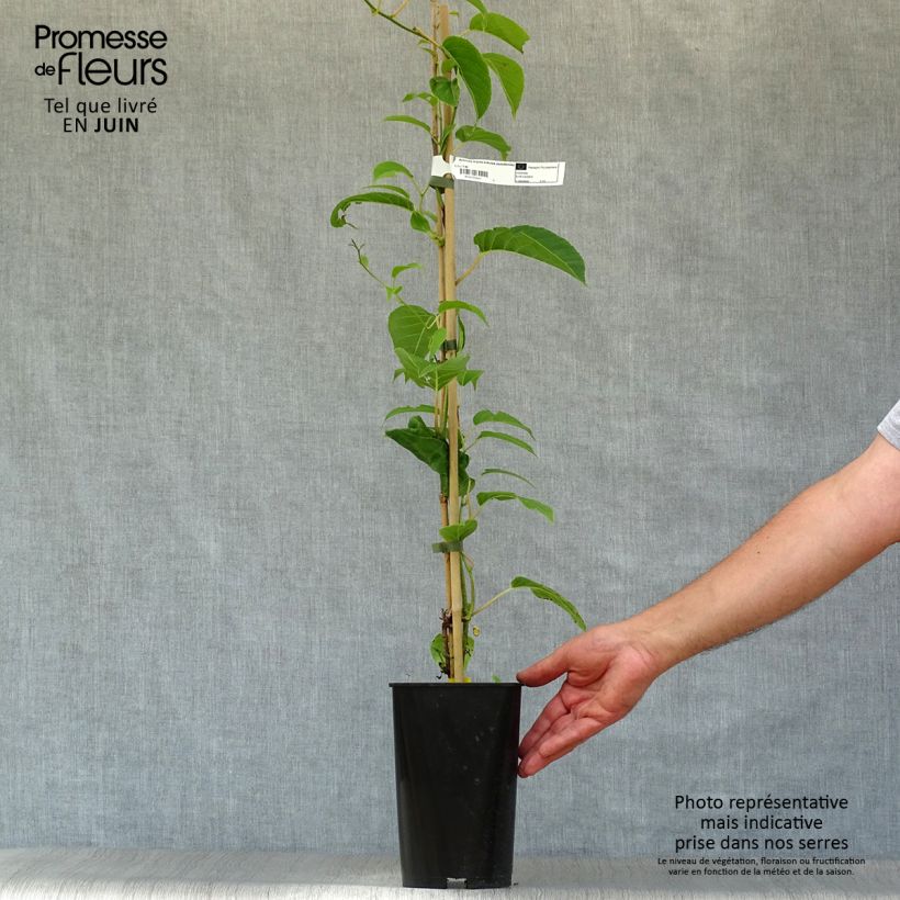 Exemplar von Actinidia arguta Kokuwa - Zwerg Kiwi Topf mit 2L/3L wie im Sommer geliefert