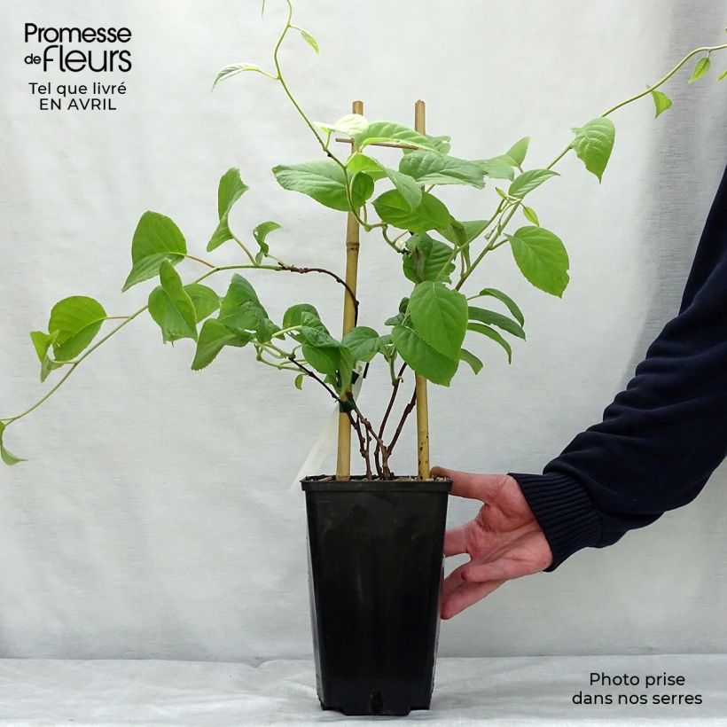 Example of Actinidia arguta Vitikiwi - Zwerg Kiwi Topf mit 2L/3L as you get in printemps