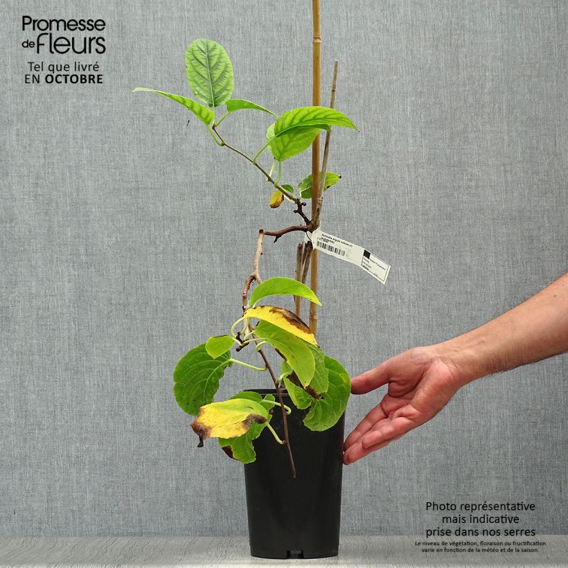 Exemplar von Actinidia arguta Vitikiwi - Zwerg Kiwi Topf mit 2L/3L wie im Herbst geliefert