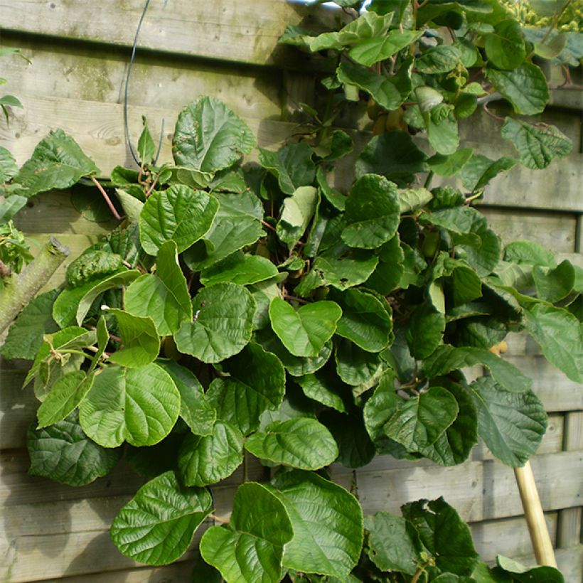 Actinidia chinensis Golden Delight (Männlich) - Chinesischer Strahlengriffel (Plant habit)