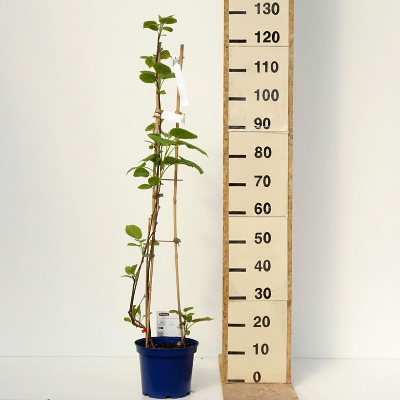 Exemplar von Duo Kiwis jaunes kiw'Happy mâle et femelle réunis dans un pot Topf mit 4L/5L wie im Frühjahr geliefert