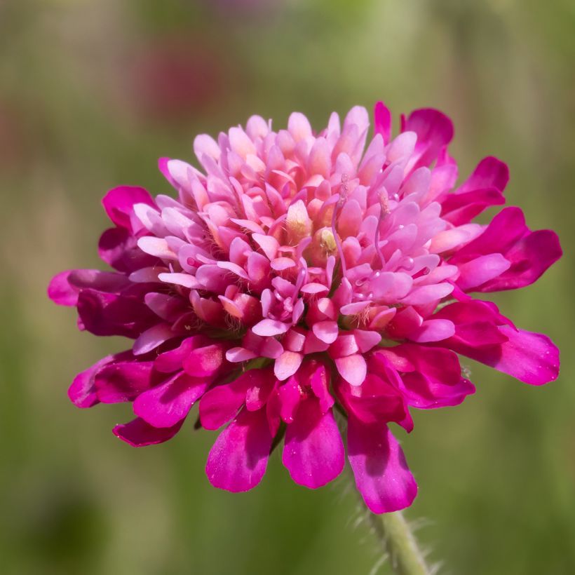 Mazedonische Witwenblume Melton Pastels -Knautia macedonica (Blüte)