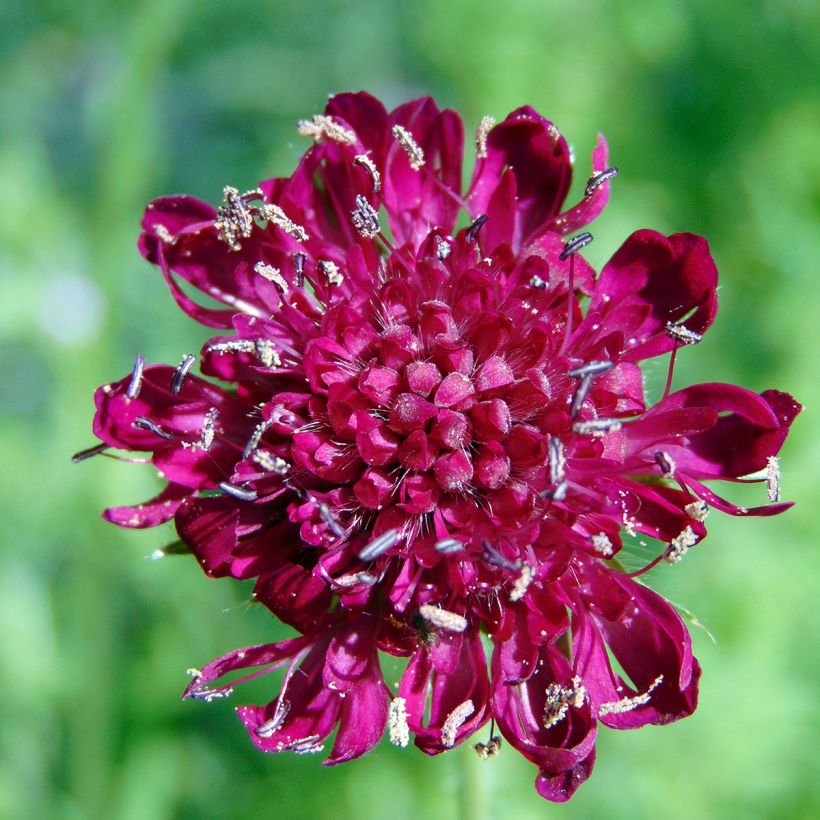 Mazedonische Witwenblume - Knautia macedonica (Flowering)