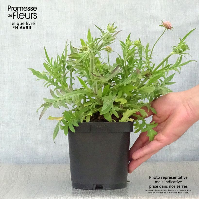Example of Mazedonische Witwenblume - Knautia macedonica Topf mit 2L/3L as you get in printemps