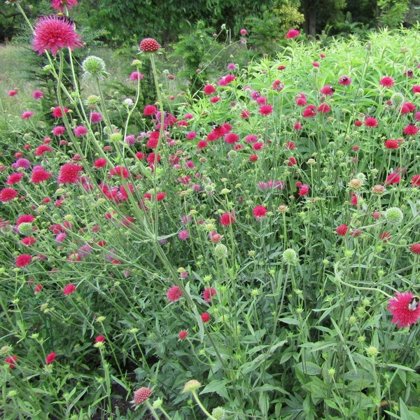 Witwenblume Red Knight - Knautia macedonia (Wuchs)
