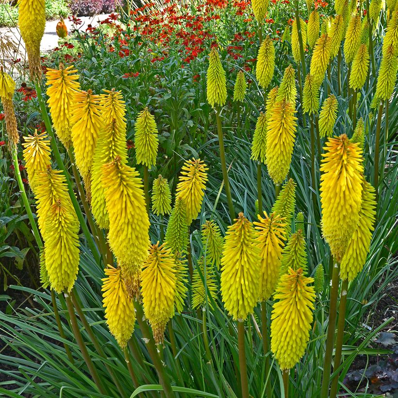 Fackellilie Bees Lemon - Kniphofia (Wuchs)