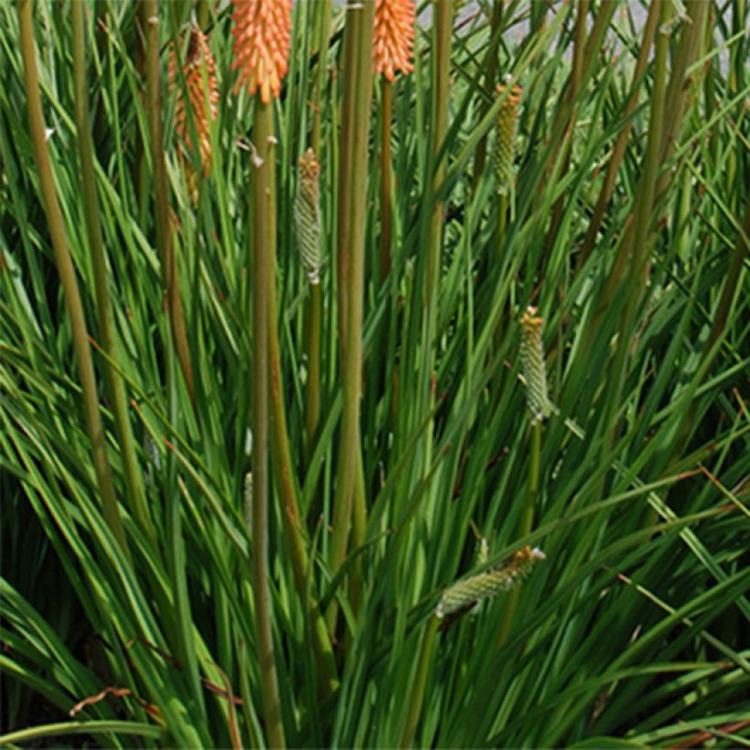 Fackellilie Cobra - Kniphofia (Foliage)