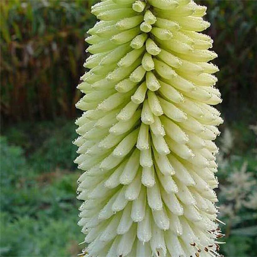 Fackellilie Ice Queen - Kniphofia (Flowering)