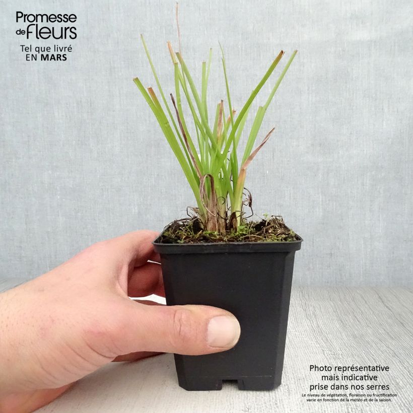 Example of Fackellilie Ice Queen - Kniphofia Kleine Töpfe von 8/9 cm as you get in printemps