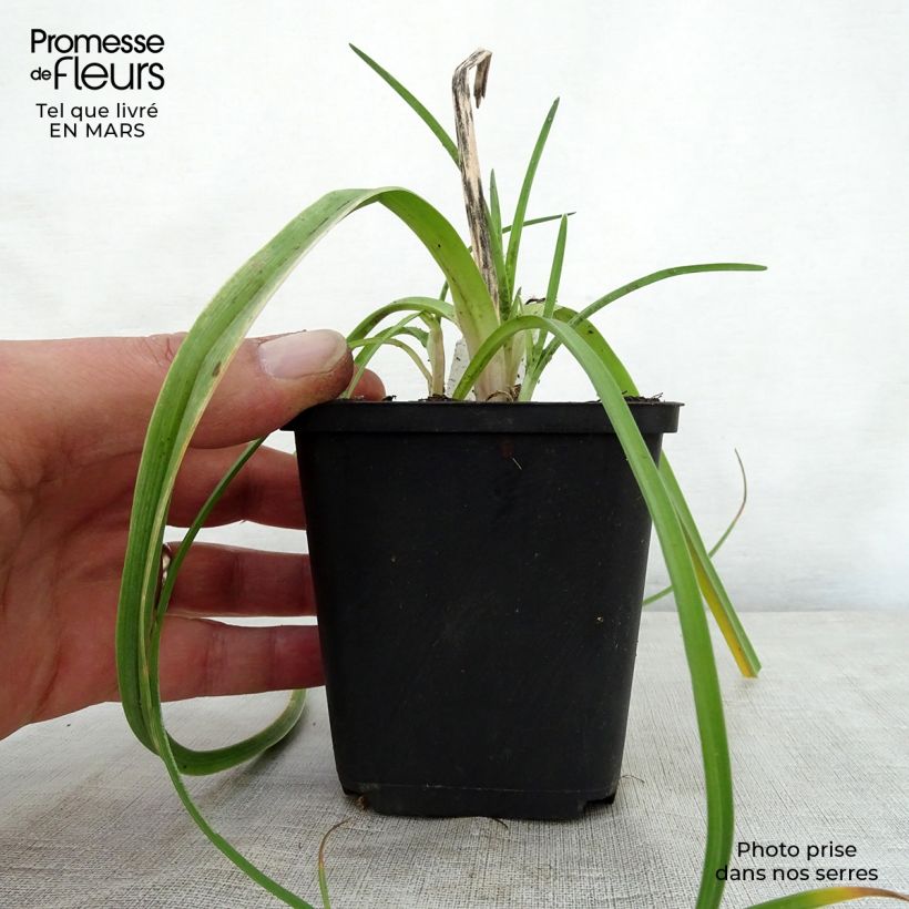 Exemplar von Fackellilie Limelight - Kniphofia Kleine Töpfe von 8/9 cm wie im Frühjahr geliefert