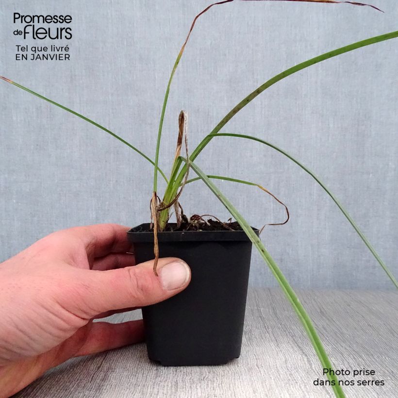 Exemplar von Fackellilie Minister Verschuur - Kniphofia Kleine Töpfe von 8/9 cm wie im Winter geliefert