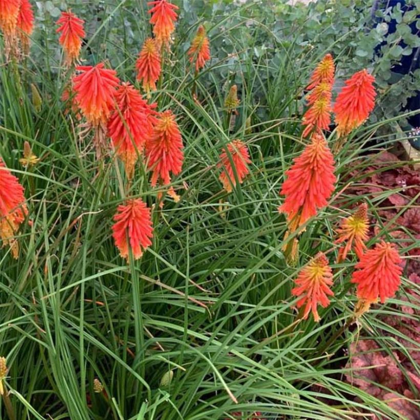 Fackellilie Papaya Popsicle - Kniphofia (Wuchs)