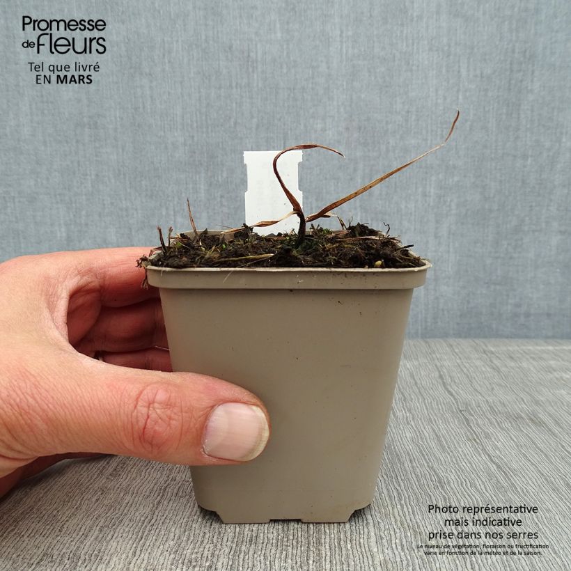 Example of Fackellilie Tawny King - Kniphofia Kleine Töpfe von 8/9 cm as you get in printemps