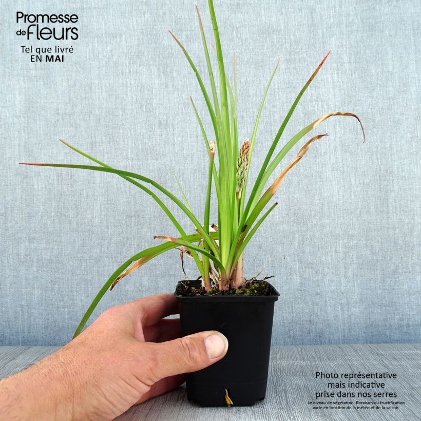 Exemplar von Fackellilie Traffic Lights - Kniphofia Kleine Töpfe von 8/9 cm wie im Frühjahr geliefert