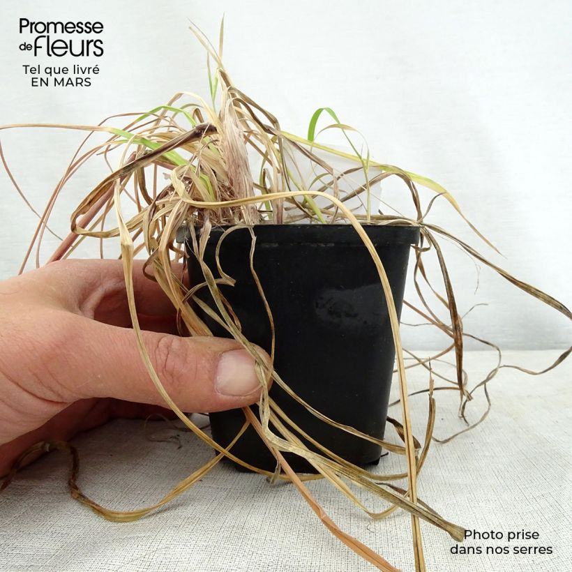 Exemplar von Fackellilie Vanilla - Kniphofia Kleine Töpfe von 8/9 cm wie im Frühjahr geliefert