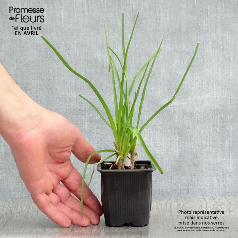 Example of Kniphofia citrina - Gelbblühende Fackellilie Kleine Töpfe von 8/9 cm as you get in printemps