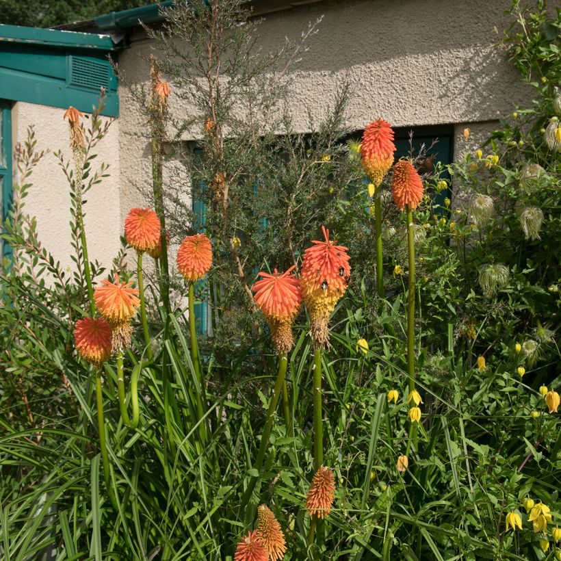Kniphofia rooperi - Fackellilie (Plant habit)