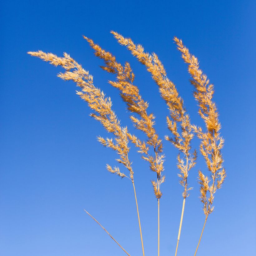 Koeleria glauca - Schillergras (Blüte)