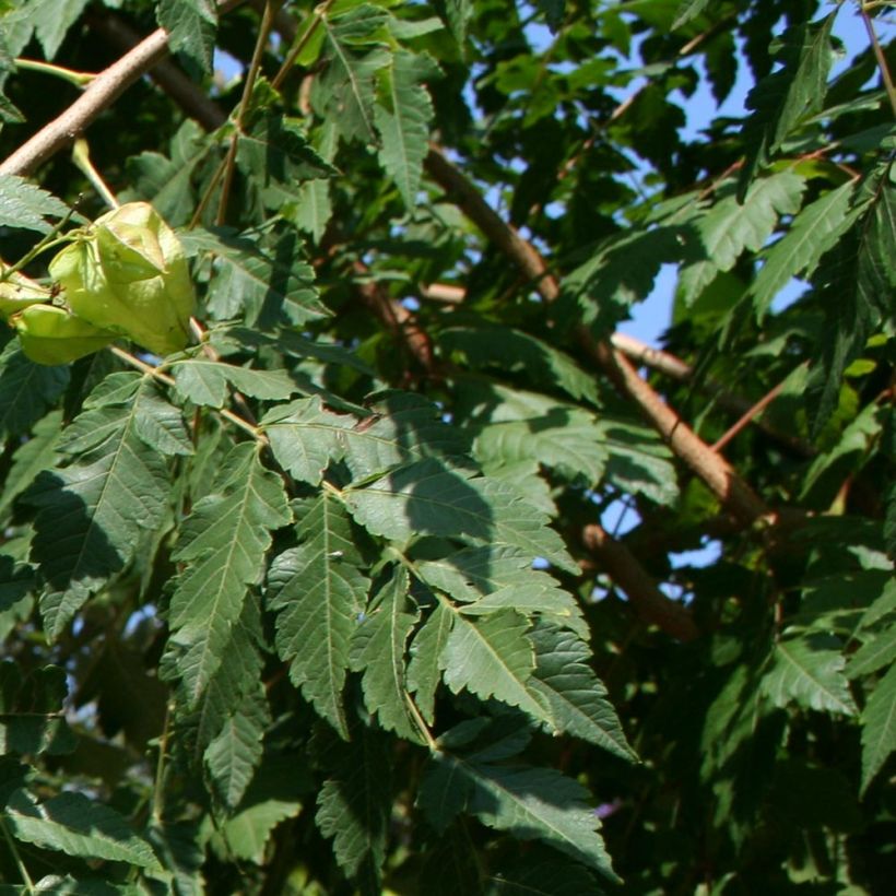 Koelreuteria paniculata - Blasenesche (Foliage)