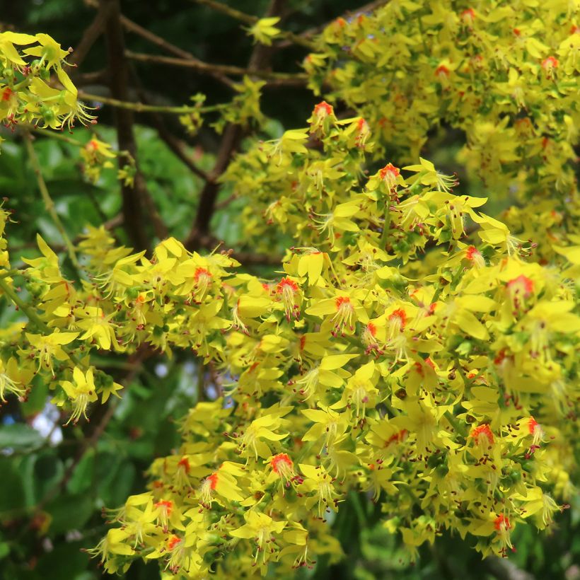 Koelreuteria paniculata - Blasenesche (Flowering)