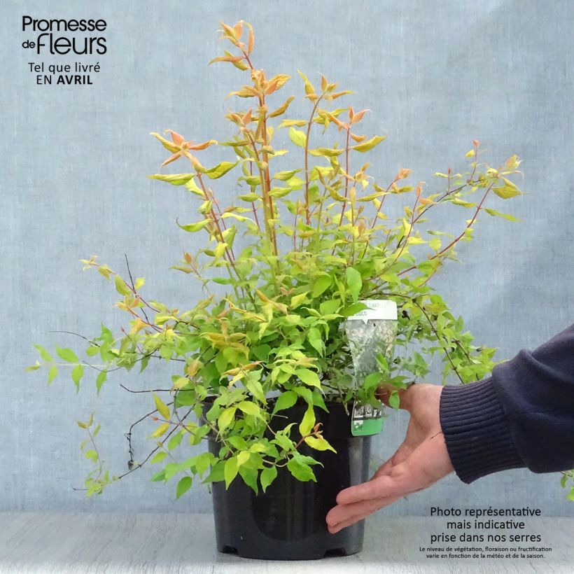 Example of Kolkwitzia amabilis Maradco - Scheinweigelie Topf mit 3L/4L as you get in printemps