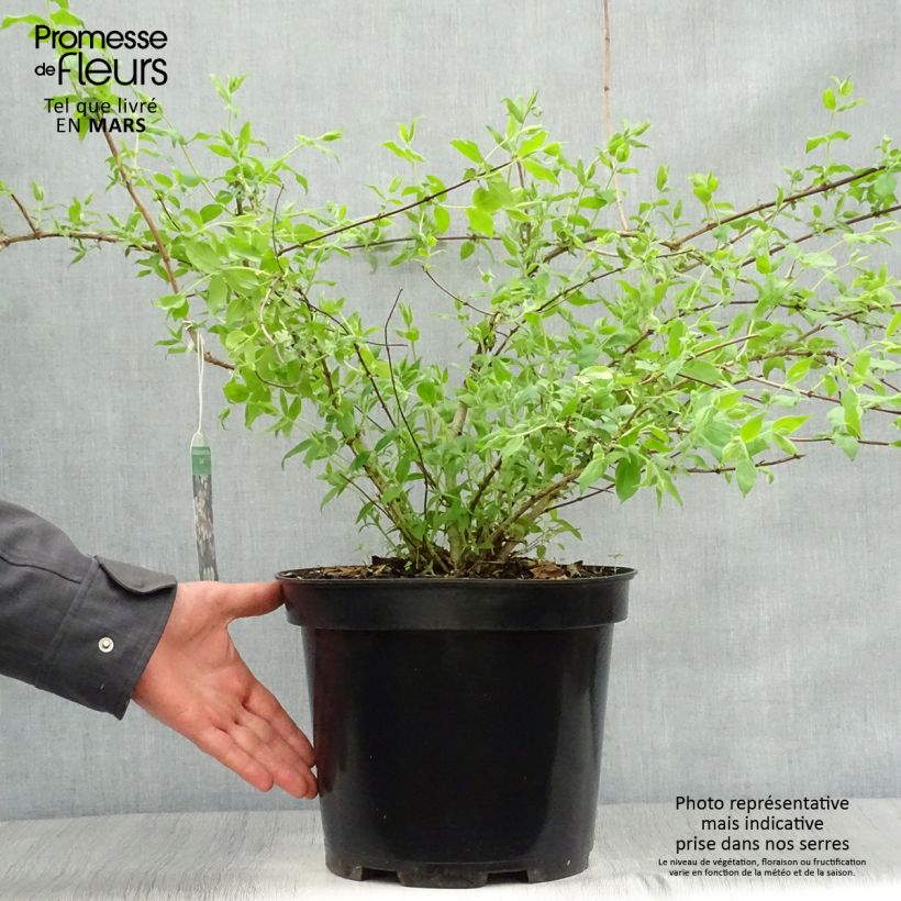 Example of Kolkwitzia amabilis Pink Cloud - Scheinweigelie Topf mit 6L/7L as you get in printemps