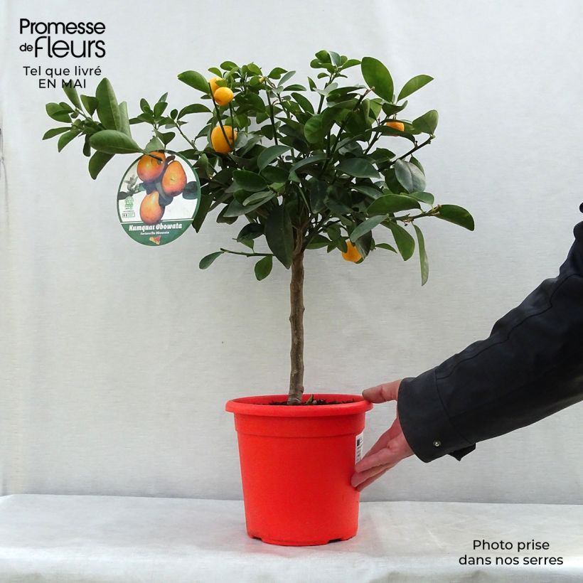 Example of Kumquat obovata - Citrus japonica Topf mit 4L/5L, 1/4 Stängel as you get in printemps
