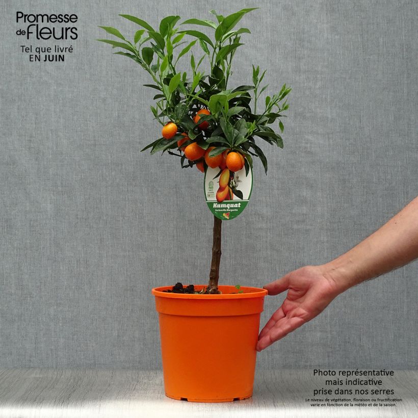 Exemplar von Kumquat Nagami - Fortunella margarita Topf mit 4L/5L, 1/4 Stängel wie im Sommer geliefert