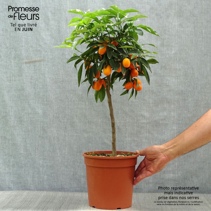 Exemplar von Kumquat - Fortunella margarita Topf mit 4L/5L wie im Sommer geliefert