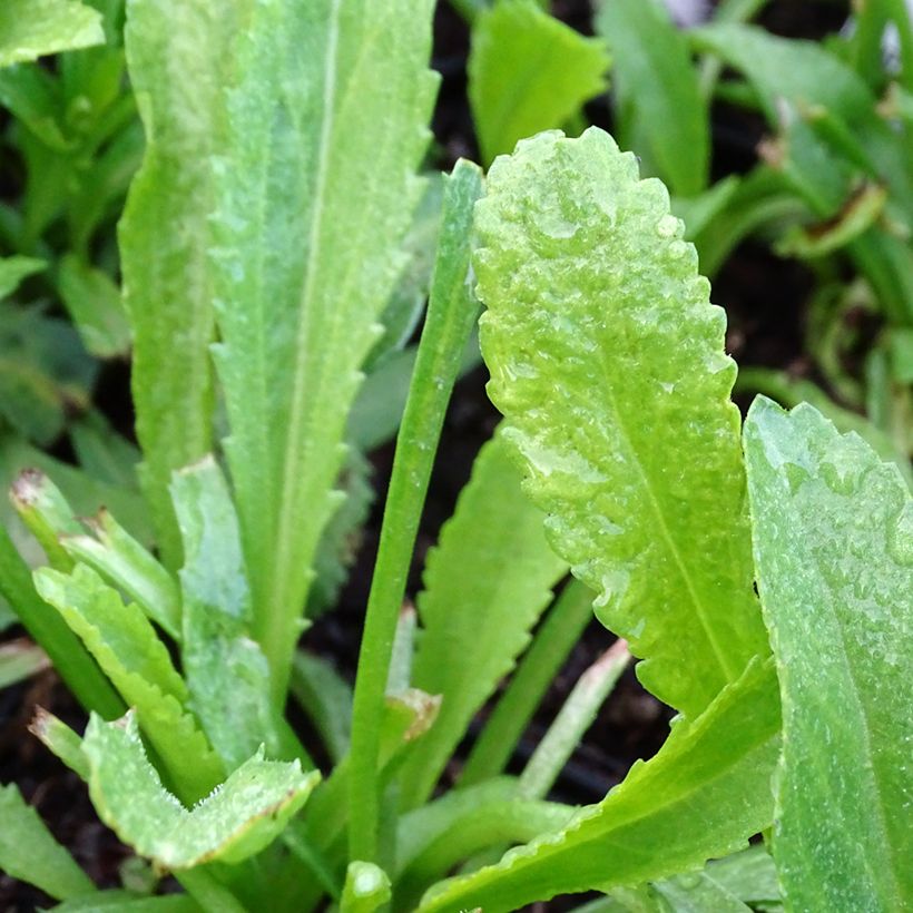 Großblumige Margerite Alaska - Leucanthemum (Foliage)