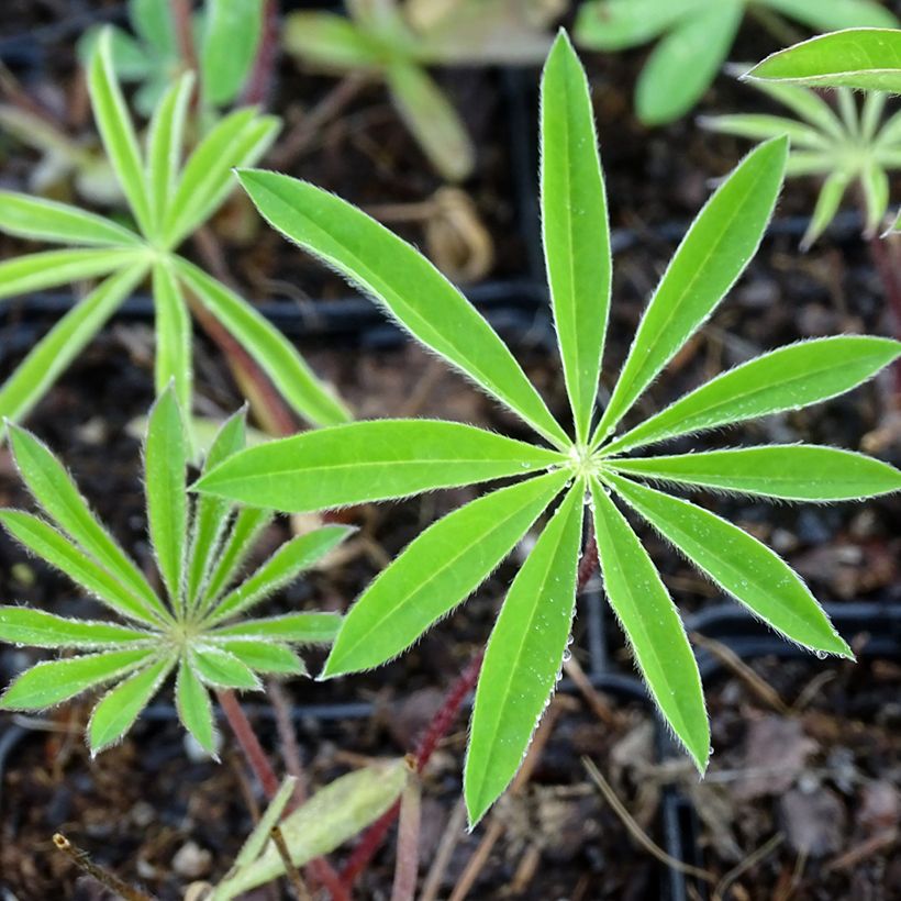 Staudenlupine Minaret (Foliage)