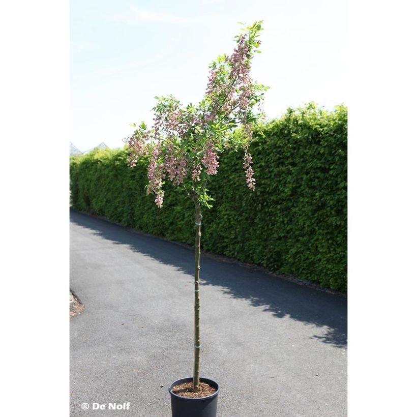 Laburnocytisus adamii - Geißkleegoldregen (Wuchs)