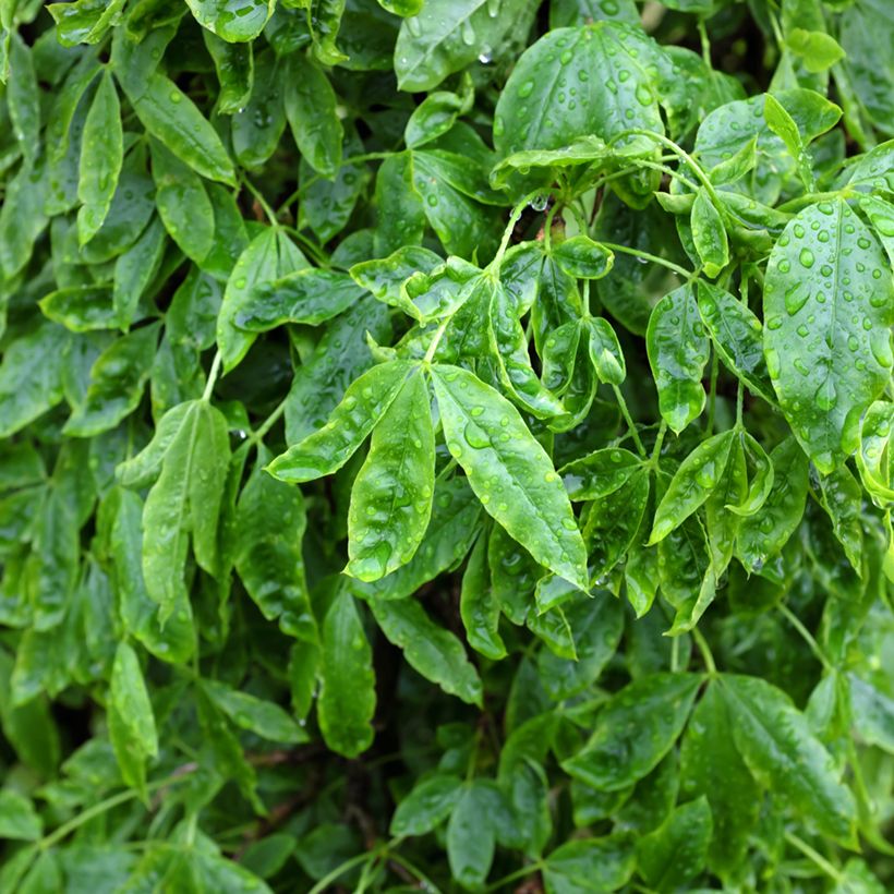 Laburnum alpinum Pendulum - Alpen-Goldregen (Laub)