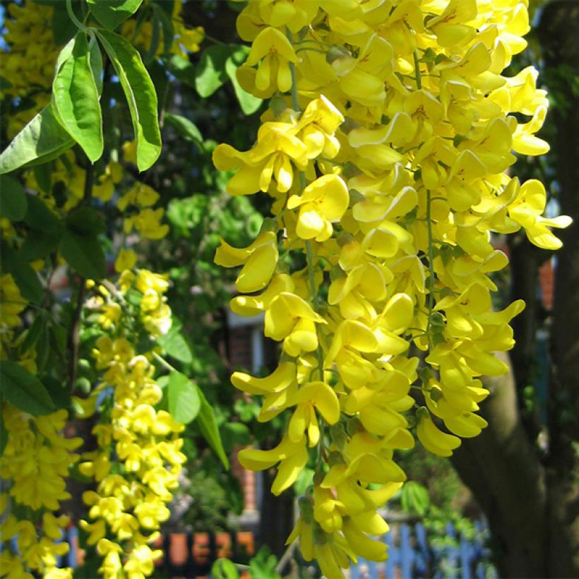 Laburnum anagyroides - Gewöhnlicher Goldregen (Flowering)