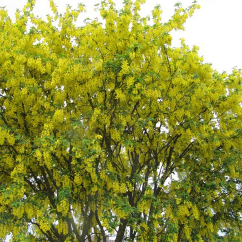 Laburnum anagyroides - Gewöhnlicher Goldregen (Plant habit)