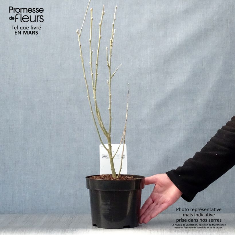 Example of Laburnum anagyroides - Gewöhnlicher Goldregen Topf mit 2L/3L as you get in printemps