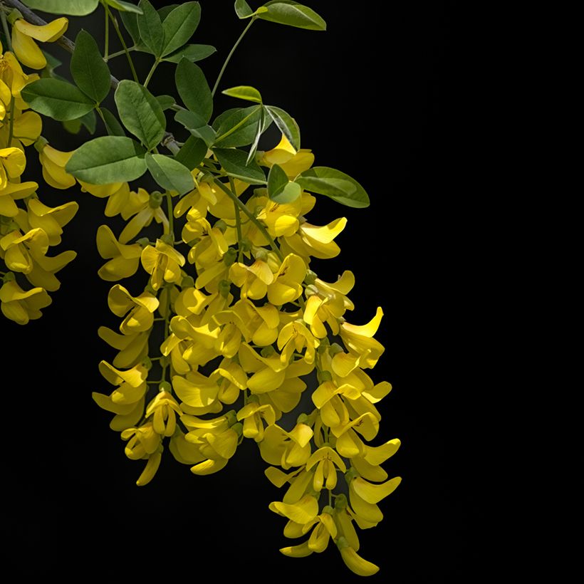 Laburnum anagyroides Yellow Rocket - Gewöhnlicher Goldregen (Blüte)