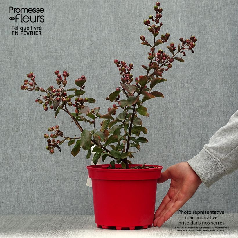 Exemplar von Chinesische Kräuselmyrte Braise d'Eté - Lagerstroemia Topf mit 3L/4L, Strauch wie im Herbst geliefert