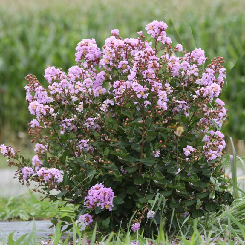 Chinesische Kräuselmyrte Camaïeu d'Ete - Lagerstroemia (Plant habit)