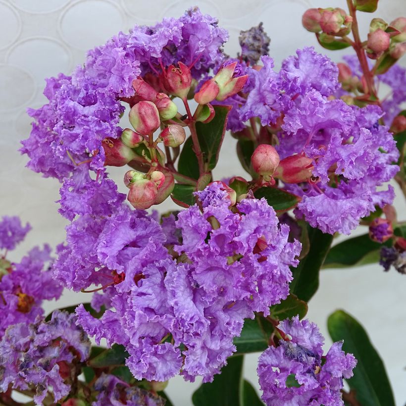 Chinesische Kräuselmyrte Lilac Grand Sud - Lagerstroemia (Blüte)