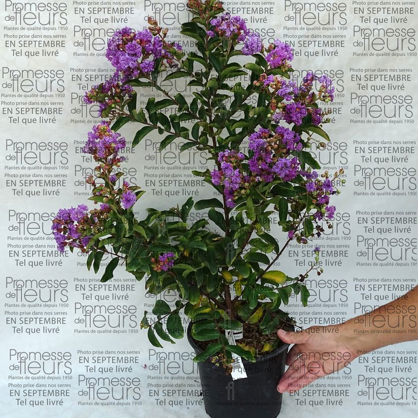 Beispiel eines Exemplars von Chinesische Kräuselmyrte Lilac Grand Sud - Lagerstroemia Topf mit 4L/5L wie geliefert