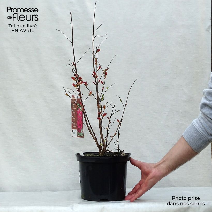 Example of Chinesische Kräuselmyrte Rhapsody in PINK - Lagerstroemia Topf mit 3L/4L, Strauch as you get in printemps