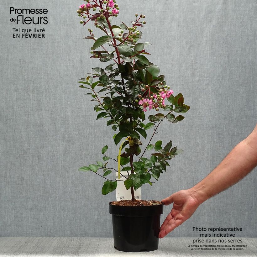 Exemplar von Chinesische Kräuselmyrte Rhapsody in PINK - Lagerstroemia Topf mit 3L/4L, Strauch wie im Herbst geliefert