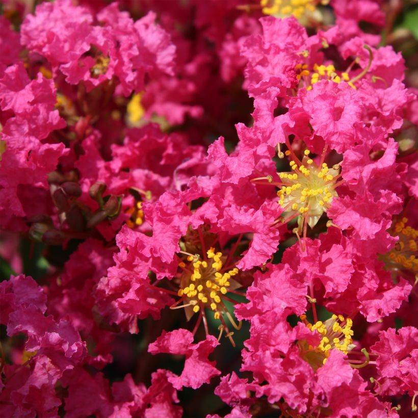 Chinesische Kräuselmyrte Bergerac - Lagerstroemia (Flowering)
