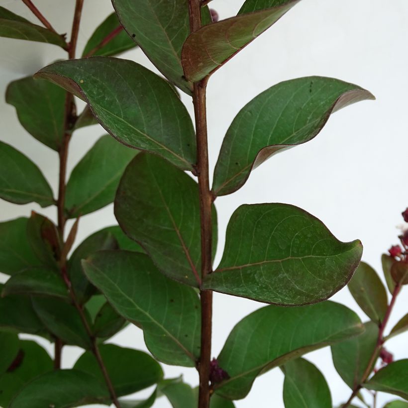 Chinesische Kräuselmyrte Berlingot Menthe - Lagerstroemia (Foliage)
