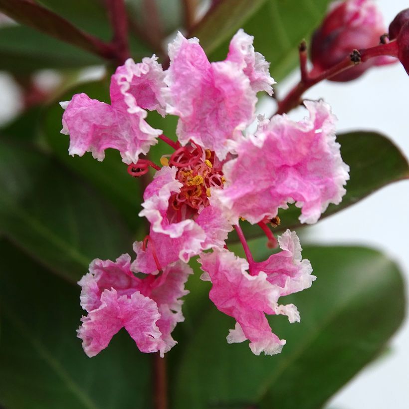 Chinesische Kräuselmyrte Berlingot Menthe - Lagerstroemia (Flowering)
