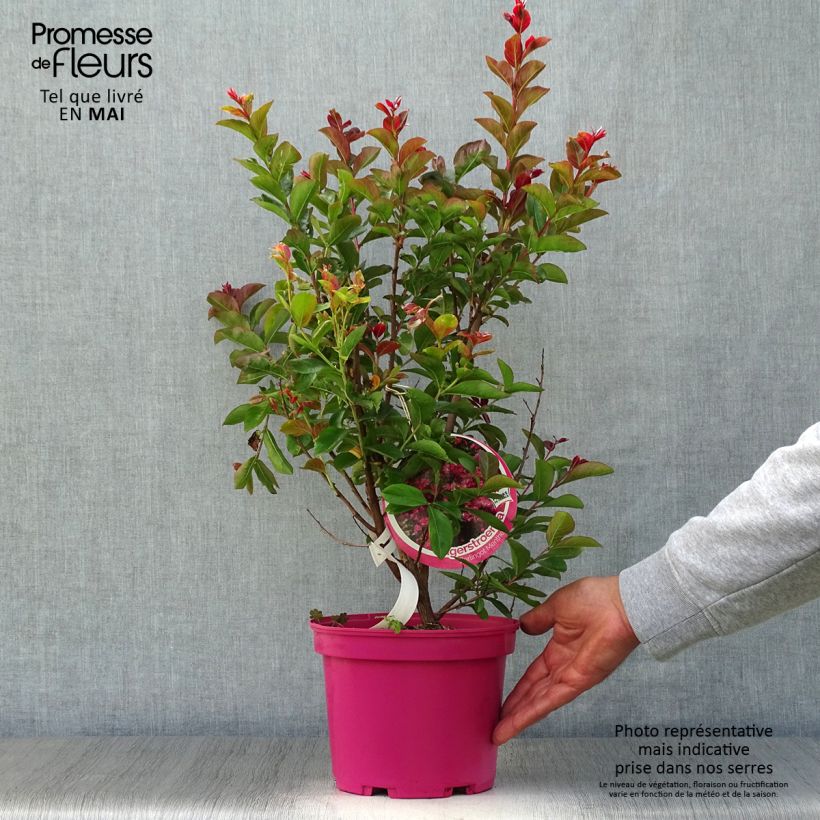 Example of Chinesische Kräuselmyrte Berlingot Menthe - Lagerstroemia Topf mit 3L/4L, Strauch as you get in printemps