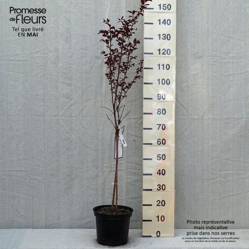 Example of Chinesische Kräuselmyrte Black Diamond Lavender Lace - Lagerstroemia Topf mit 7,5L/10L as you get in printemps