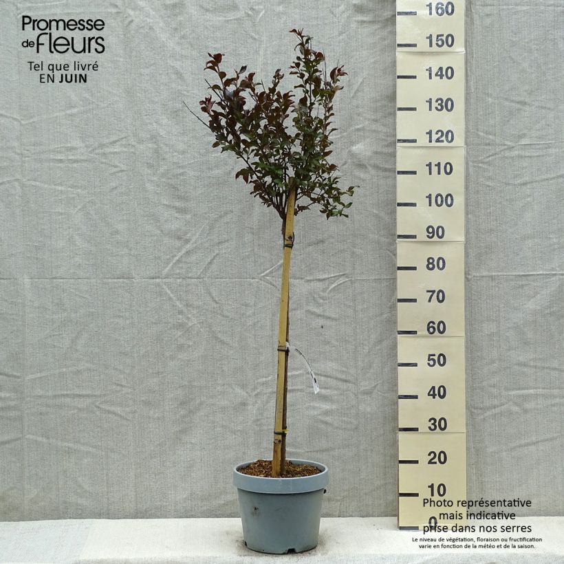 Exemplar von Chinesische Kräuselmyrte Black Solitaire Shell Pink - Lagerstroemia Topf mit 7,5L/10L, Halbstamm wie im Frühjahr geliefert