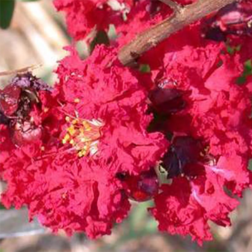 Chinesische Kräuselmyrte Dynamite - Lagerstroemia (Flowering)